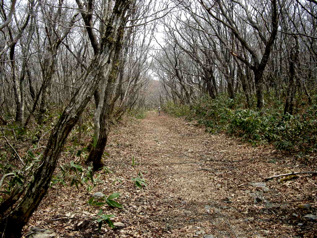 カタクリの船通山と展望の道後山_b0185573_74431.jpg