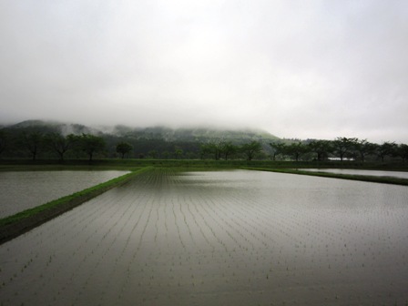 大雨のあと_f0077877_2045354.jpg