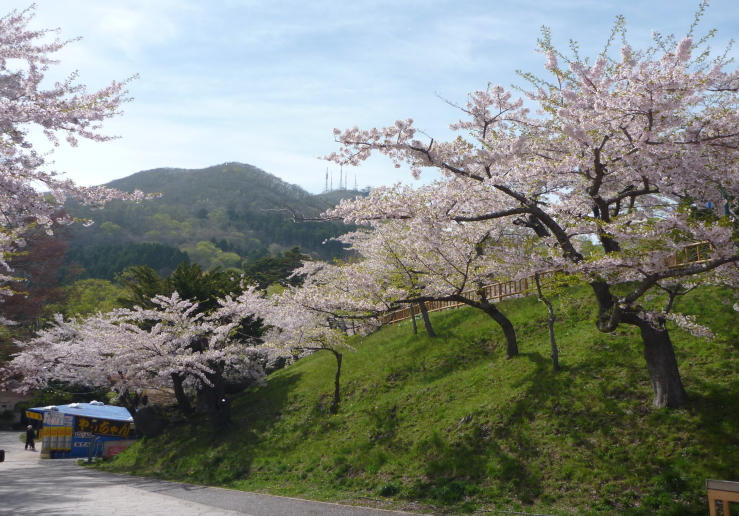 5月12日　函館公園の桜_c0112479_22382941.jpg