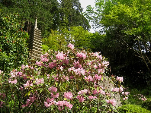 明日香　石楠花の岡寺2011_c0229483_10255651.jpg