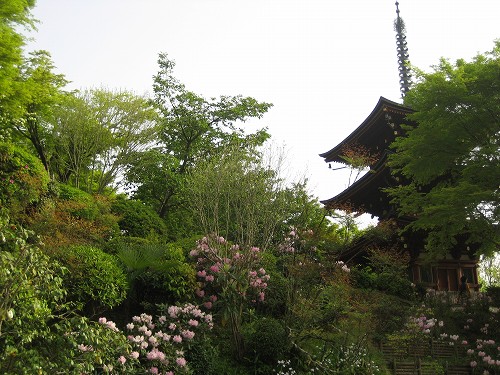 明日香　石楠花の岡寺2011_c0229483_10265324.jpg