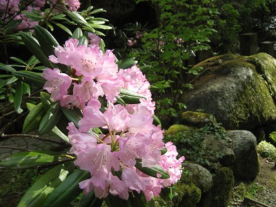 明日香　石楠花の岡寺2011_c0229483_10312963.jpg