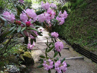 明日香　石楠花の岡寺2011_c0229483_10323945.jpg