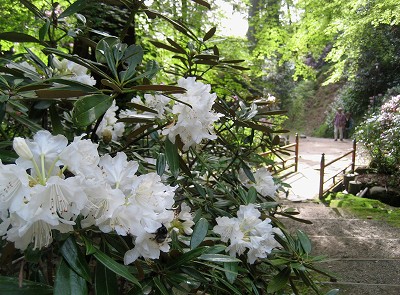 明日香　石楠花の岡寺2011_c0229483_1033514.jpg