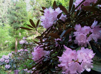 明日香　石楠花の岡寺2011_c0229483_10341717.jpg