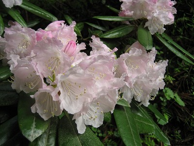 明日香　石楠花の岡寺2011_c0229483_1035762.jpg