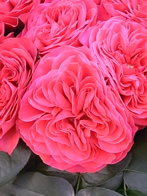 ++国際バラとガーデニングショウ++_d0079988_17311474.jpg