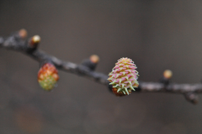 唐松の雄花雌花_e0120896_7304036.jpg