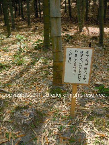 今年の筍 東山動植物園vol 44 Eaterior
