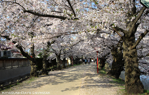 桜徒然日記・1_a0015106_0164098.jpg