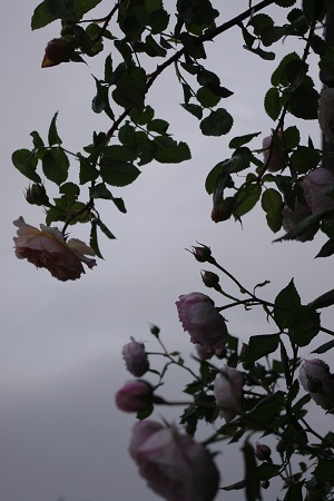 c0147909_711843.jpg
