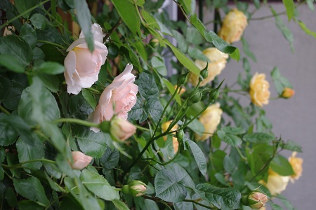 c0147909_7124627.jpg