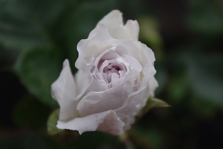 c0147909_716882.jpg