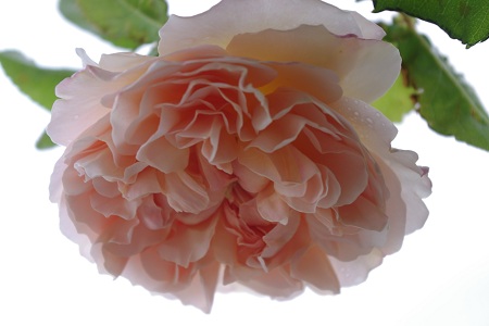c0147909_7175783.jpg