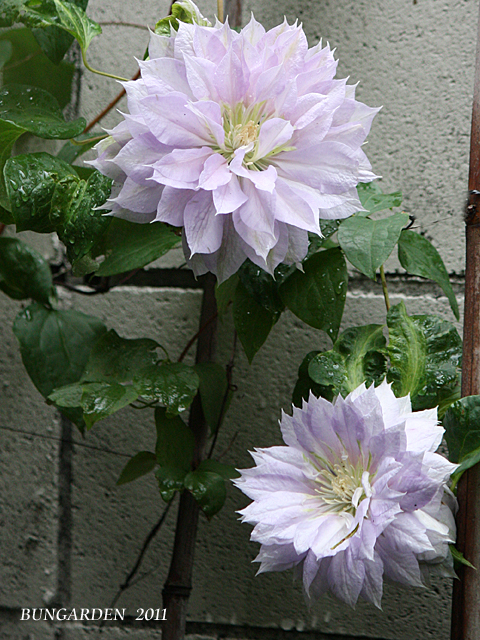 雨の中　咲き進む花々_d0180114_047151.jpg