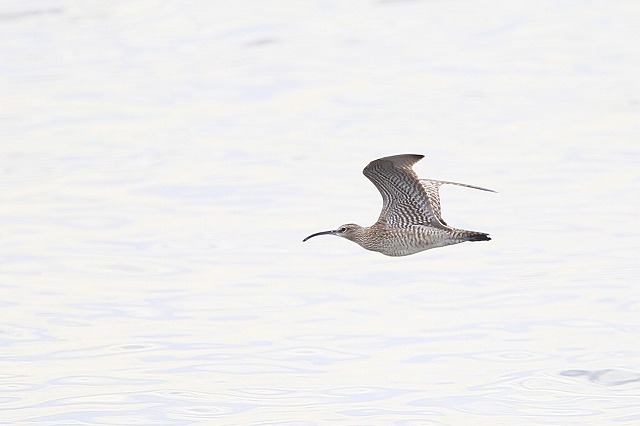 2011　05　13　渡りの島の水鳥達_d0127815_6135915.jpg