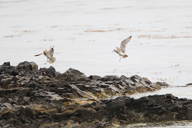 2011　05　13　渡りの島の水鳥達_d0127815_6151145.jpg