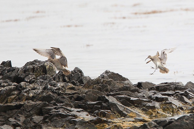 2011　05　13　渡りの島の水鳥達_d0127815_6152693.jpg