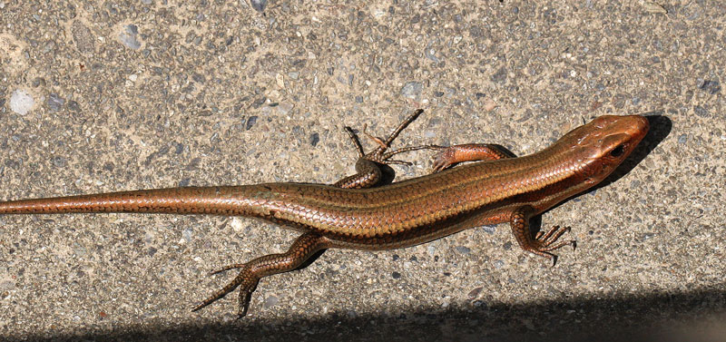 ニホントカゲ（成体雄） Plestiodon japonicus : 鳥平の自然だより（動物編）