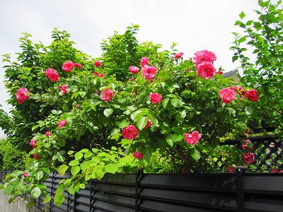 e0176627_15442012.jpg