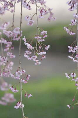 ２０１１　弘前城の桜　その５_d0038630_20362372.jpg