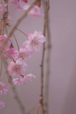 ２０１１　弘前城の桜　その５_d0038630_2036694.jpg