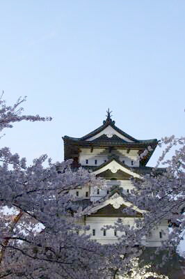 ２０１１　弘前城の桜　その５_d0038630_20381722.jpg