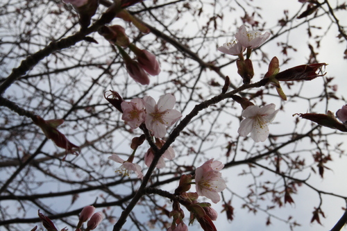 桜が咲き始めた。_f0045630_7311690.jpg