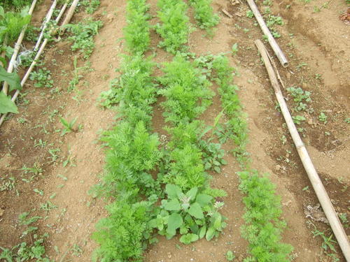 野菜の成長時期が到来しました。_b0137932_672235.jpg