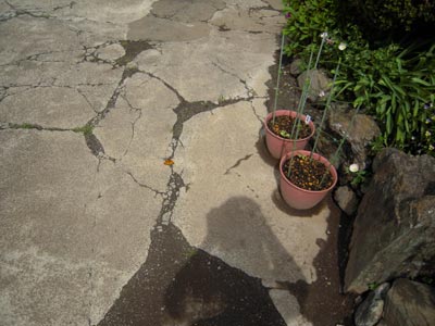 e0097534_1523782.jpg