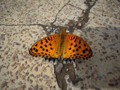 e0097534_1565536.jpg