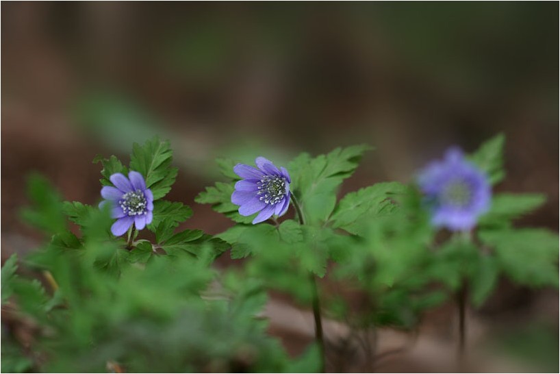 ブルーのキクザキイチゲ 野草風薫