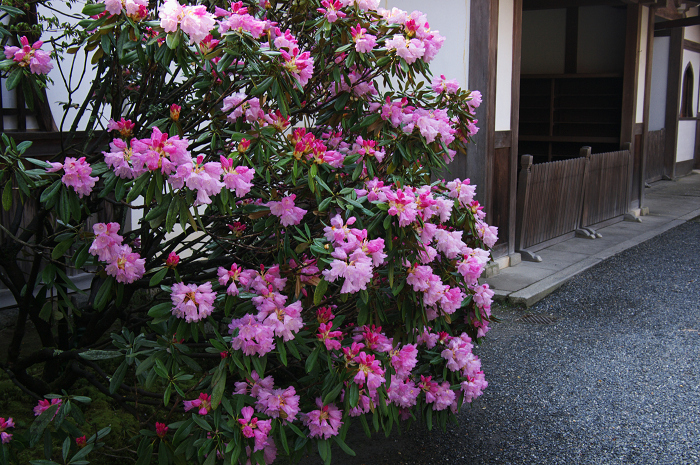 三千院のシャクナゲと桜（前編）_f0155048_0395333.jpg