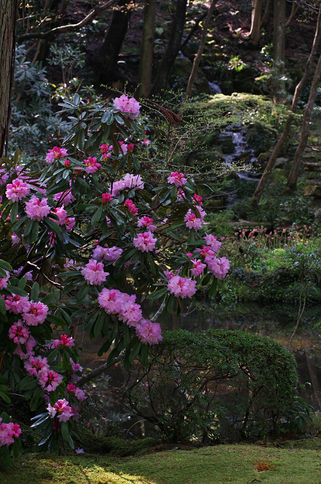 三千院のシャクナゲと桜（前編）_f0155048_0415338.jpg