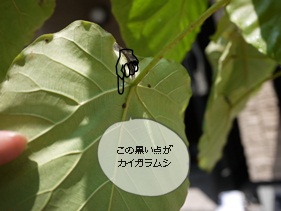 ウンベラータに害虫発生 まいにち花マル