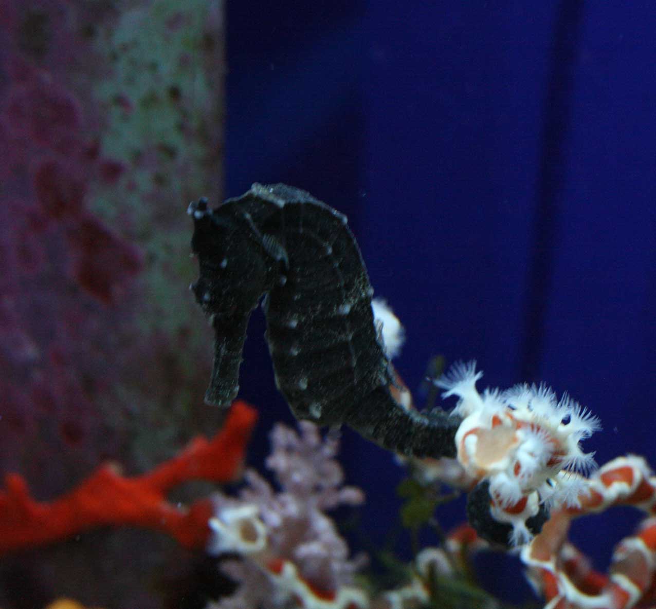 水槽超満員 ビーボックスアクアリウム 海水魚 サンゴ情報