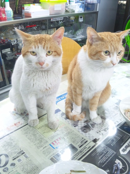 猫らしい猫!と・・・犬らしい猫?・・・_a0163159_264392.jpg