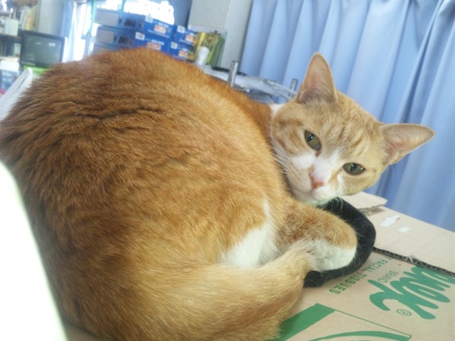 猫らしい猫!と・・・犬らしい猫?・・・_a0163159_273677.jpg