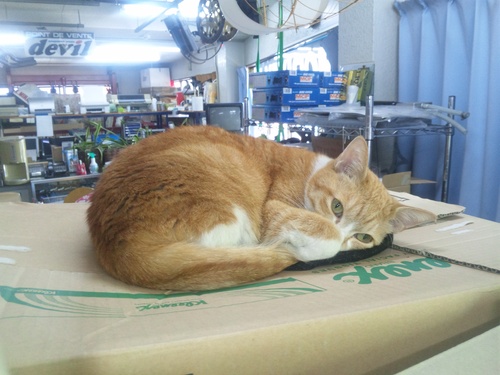 猫らしい猫!と・・・犬らしい猫?・・・_a0163159_275096.jpg