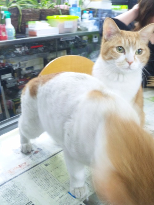 猫らしい猫！と・・・犬らしい猫？・・・_a0163159_27517.jpg