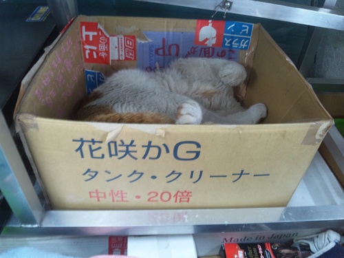 猫らしい猫!と・・・犬らしい猫?・・・_a0163159_282465.jpg