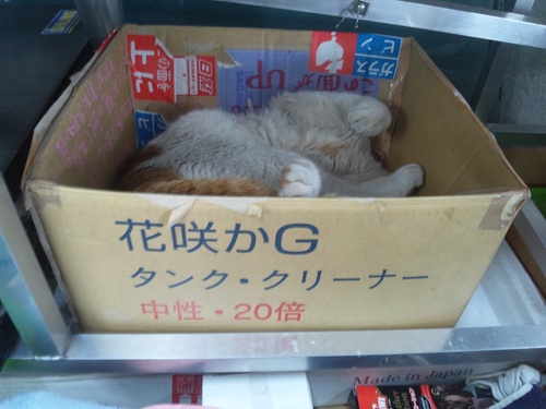 猫らしい猫！と・・・犬らしい猫？・・・_a0163159_282465.jpg