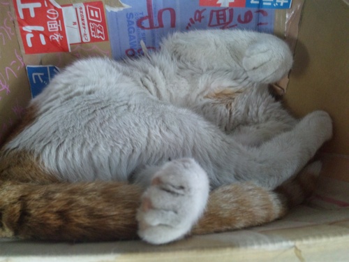 猫らしい猫!と・・・犬らしい猫?・・・_a0163159_284162.jpg