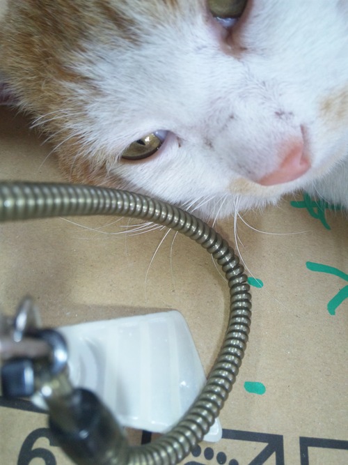 猫らしい猫!と・・・犬らしい猫?・・・_a0163159_285757.jpg