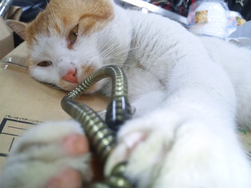猫らしい猫!と・・・犬らしい猫?・・・_a0163159_291011.jpg