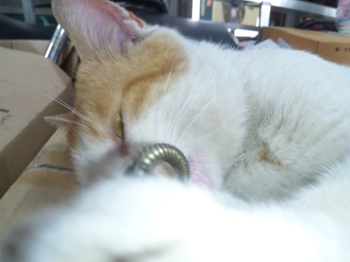 猫らしい猫!と・・・犬らしい猫?・・・_a0163159_292425.jpg