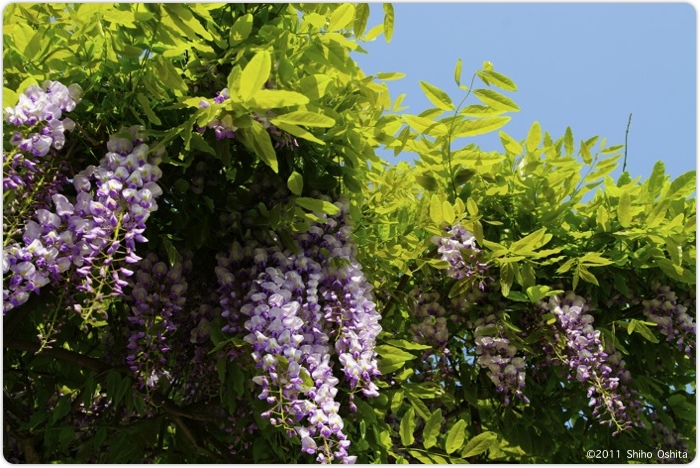 藤咲く Wisteria blossoms in my house_e0082860_4105283.jpg