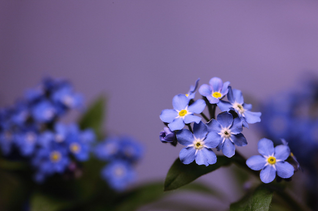 forget me not_d0110465_10322349.jpg