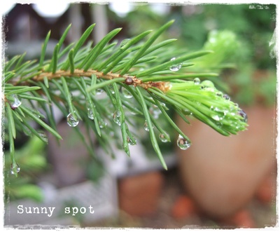 雨上がりの朝と、素敵な偶然♪_d0214472_1450279.jpg