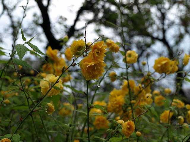 『八重山吹（ヤエヤマブキ）の咲く風景～』_d0054276_20113728.jpg